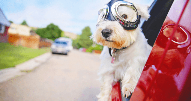 Westie in a car