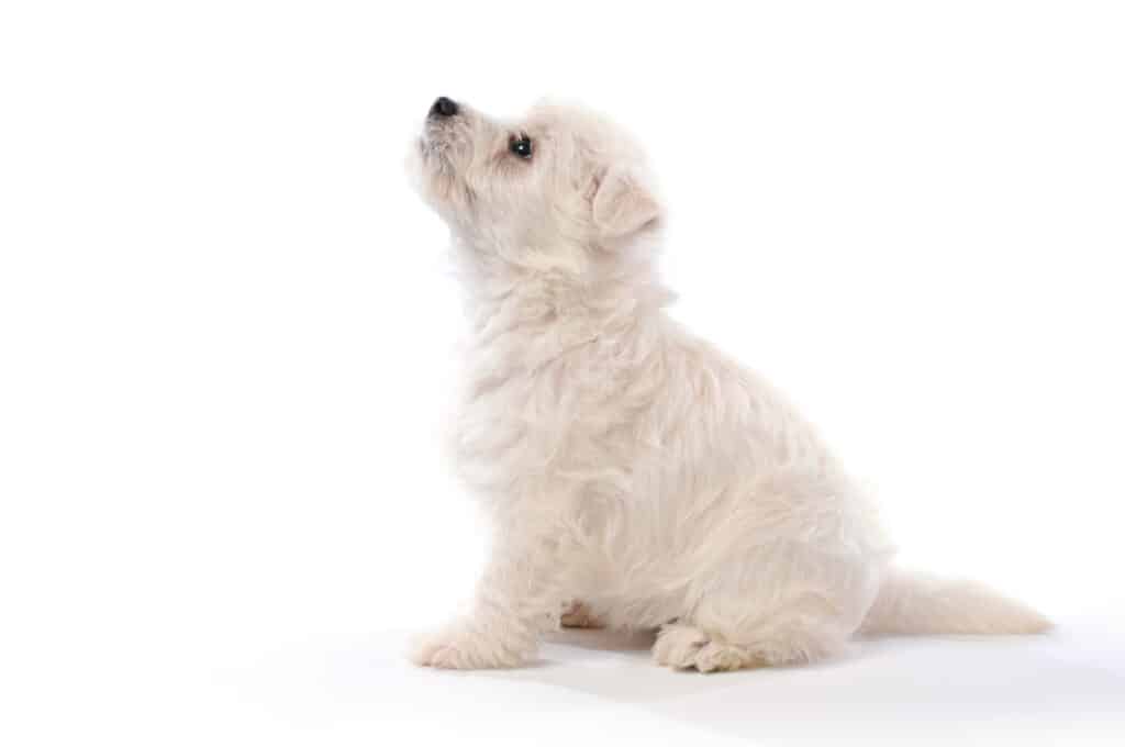 Westie puppy looking up