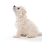 Westie puppy looking up