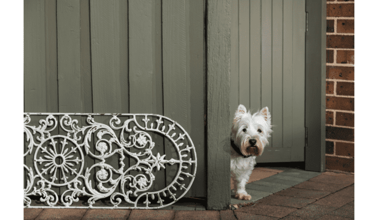 Westie looking around a door