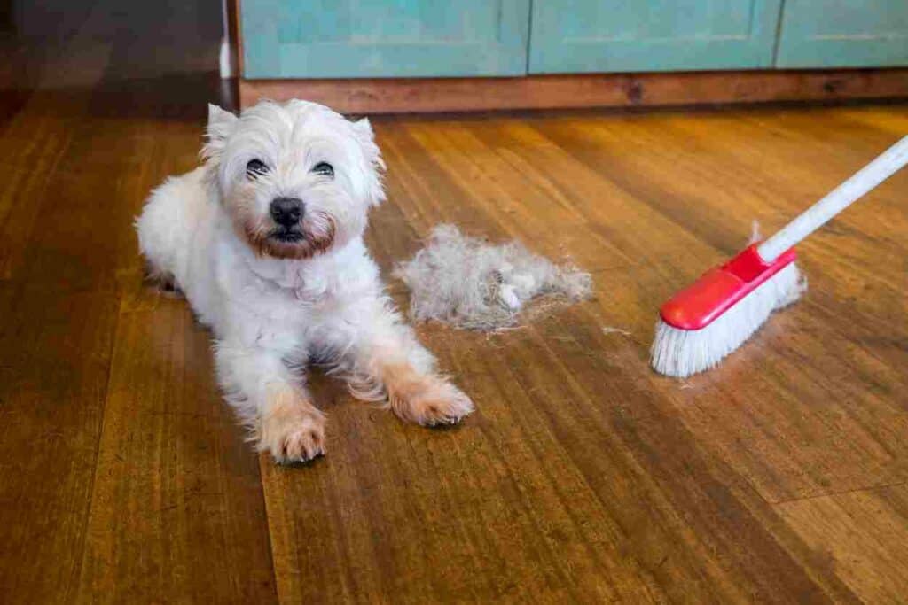 westie shedding