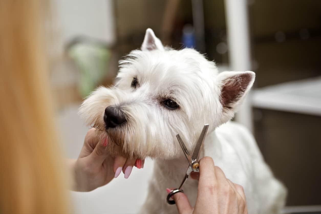 Westie being groomed