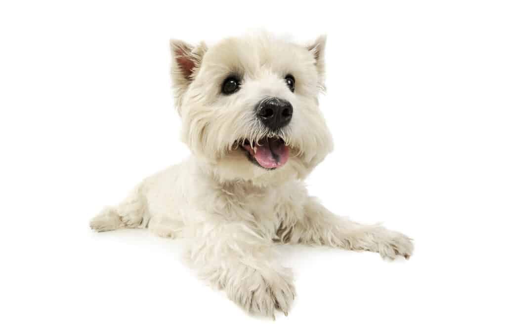 A chilled westie with an amazing coat