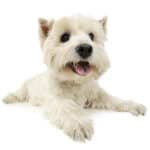 A chilled westie with an amazing coat