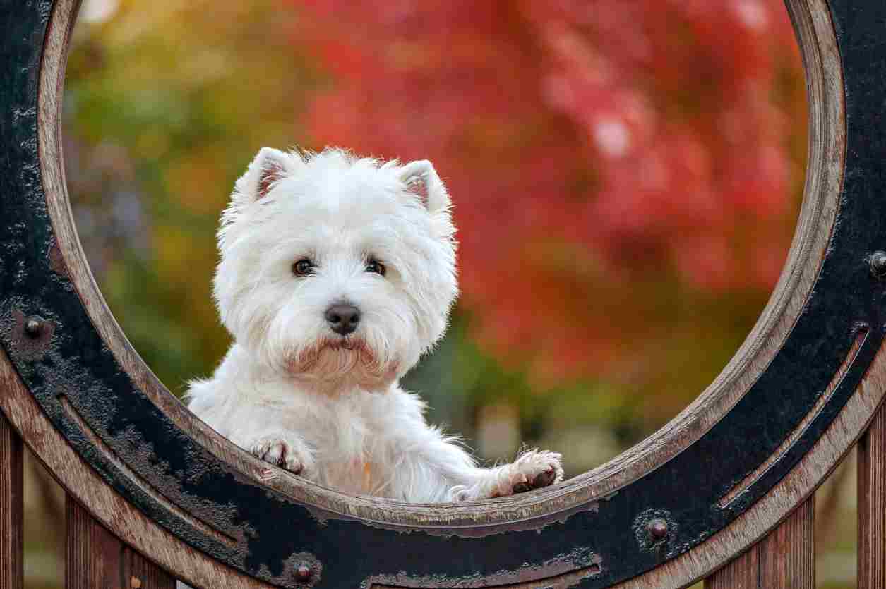 Healthy westie looking through a portal