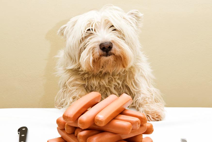 Westie sitting in front of a page of sausages