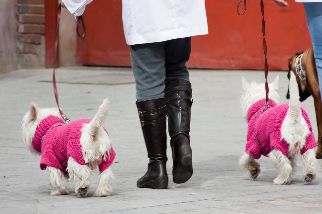 Two westies leash training