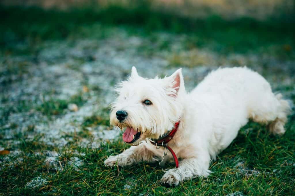 A westie barking