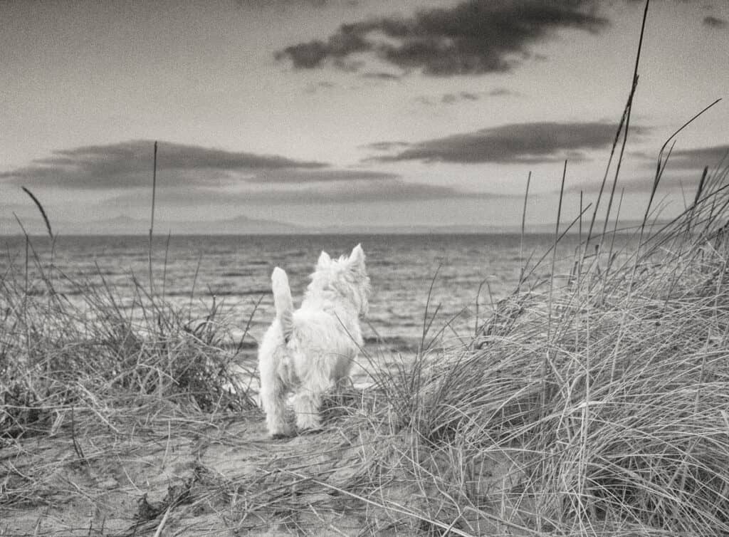 old westie looking at the sea