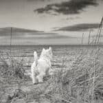 old westie looking at the sea
