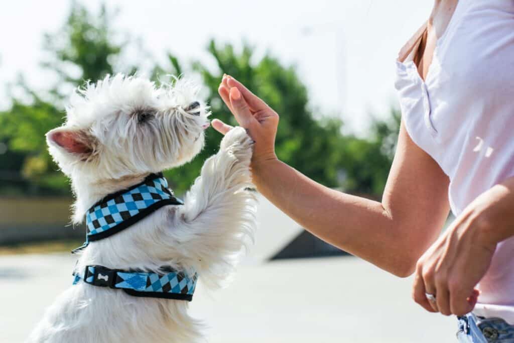 A westie giving paw
