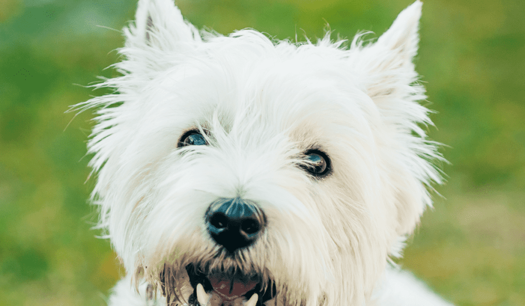 westie barking