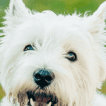 westie barking