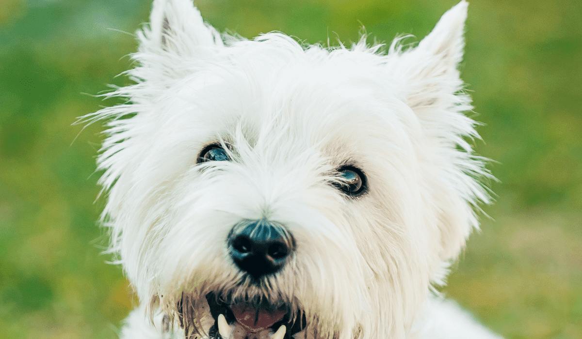How to Reduce West Highland Terrier Barking A Guide