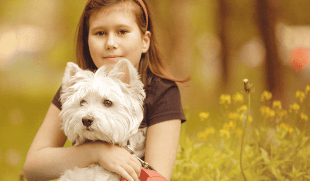 westie having cuddles