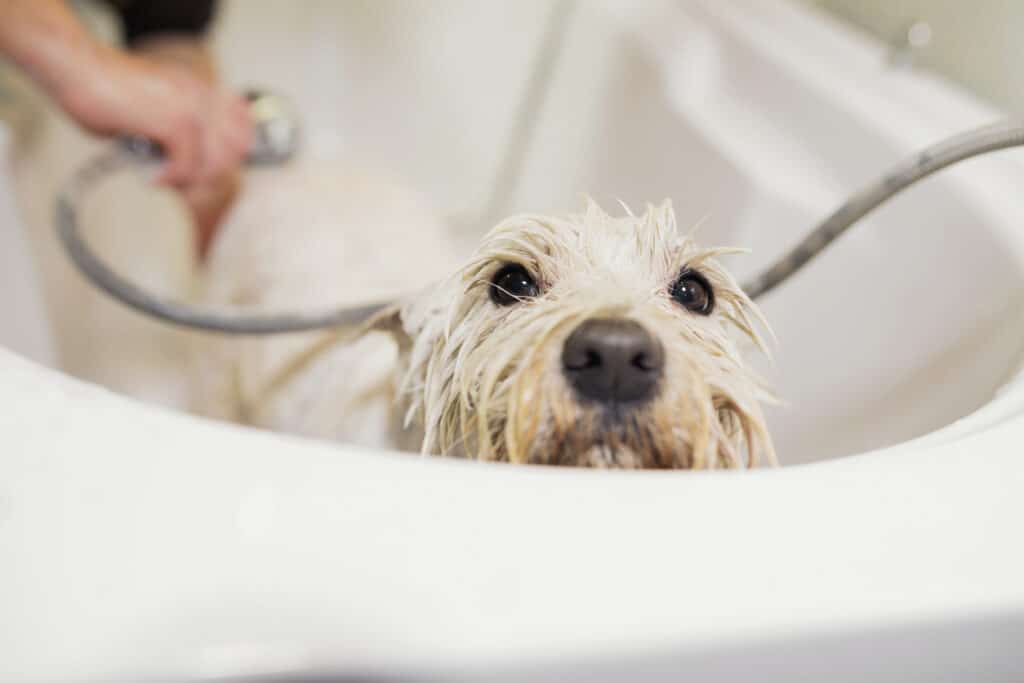 Bathing a westie dog