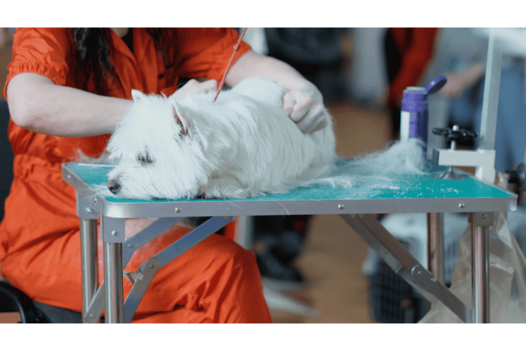 westie at the groomers