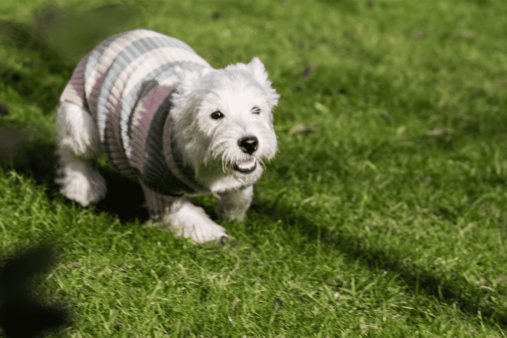 westie in agility mode