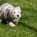 westie in agility mode
