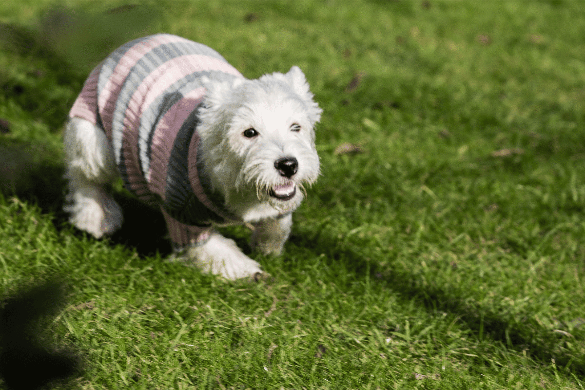 Is Agility Training Good for Your Westie?