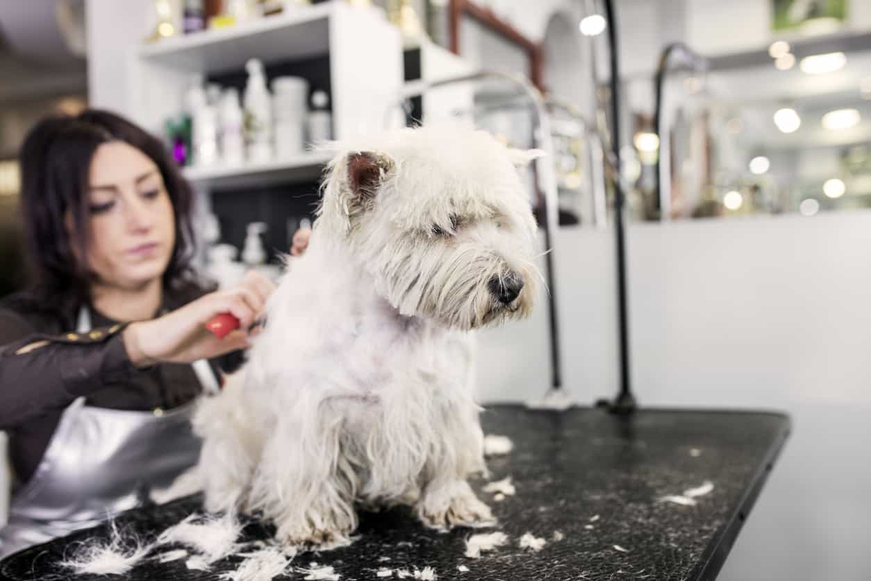 How to Groom Your Westie Like a Pro!