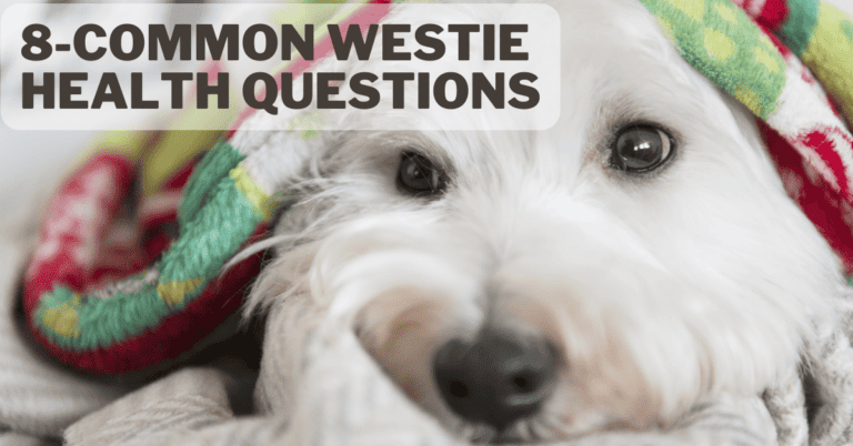 questions on westie health
