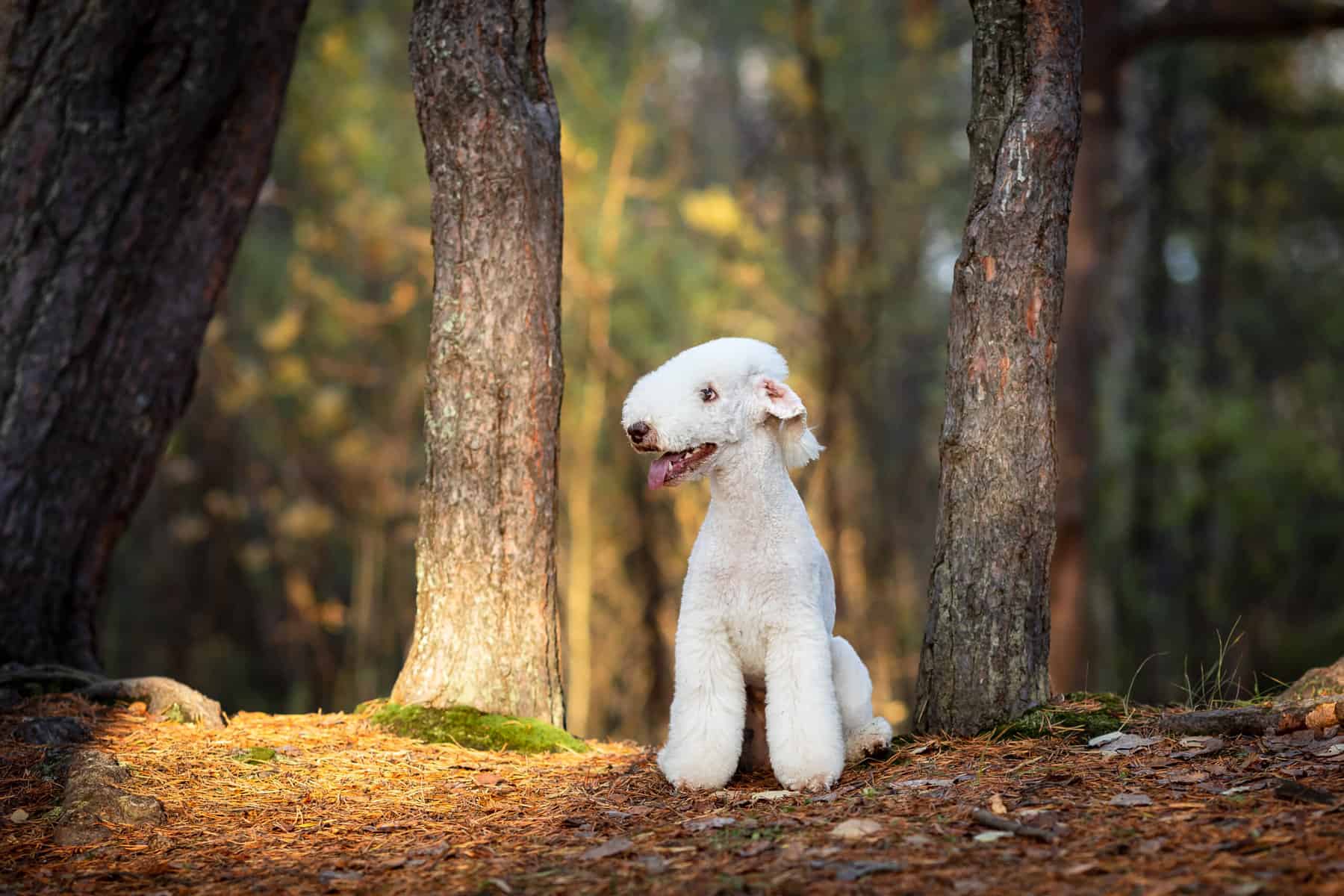 Optimizing Bedlington Terrier Health Combatting Copper Toxicosis and More