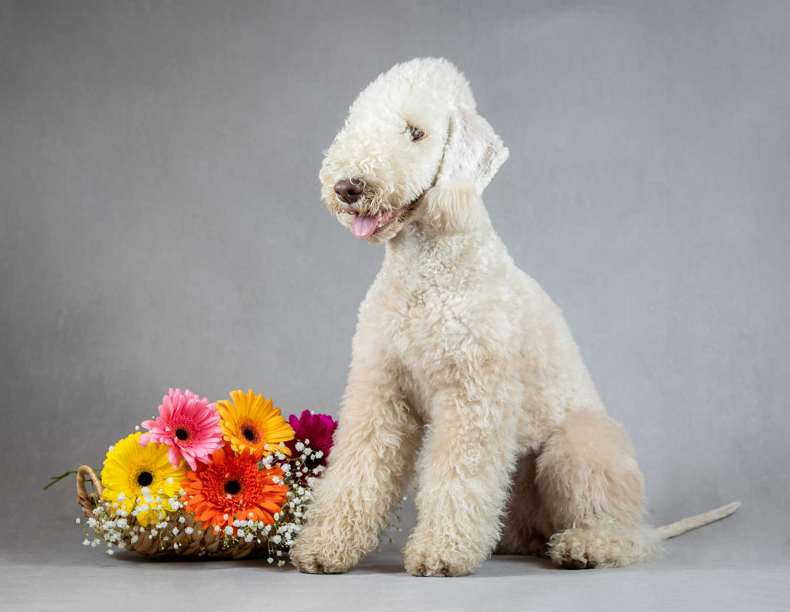 'Ultimate Guide to Bedlington Terrier Grooming: Techniques for Health'