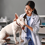 image showing miniature bull terrier health